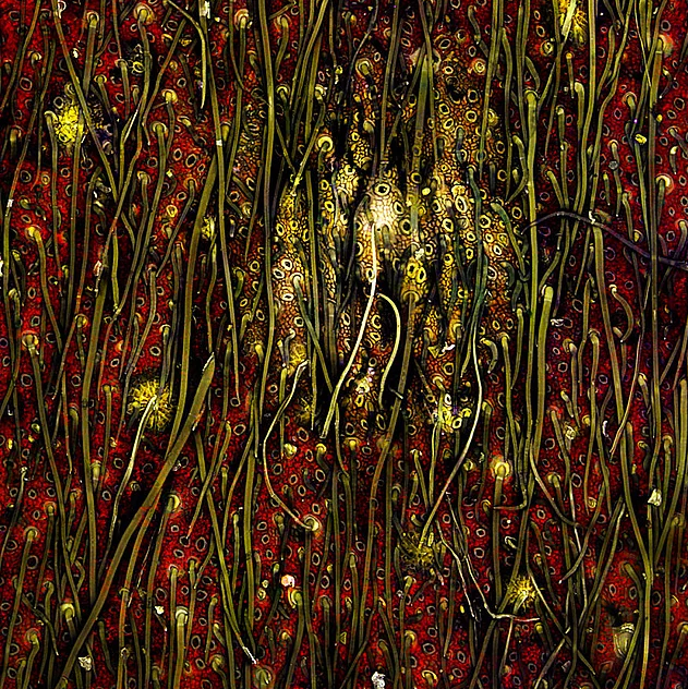 2017 Nikon makro fotoğraflar yarışmasının kazananları işte bu kareleri çekmiş! - 11