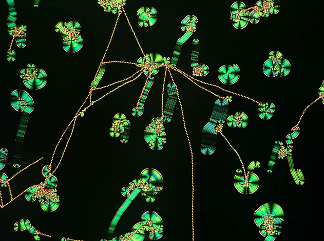 2017 Nikon makro fotoğraflar yarışmasının kazananları işte bu kareleri çekmiş! - 3