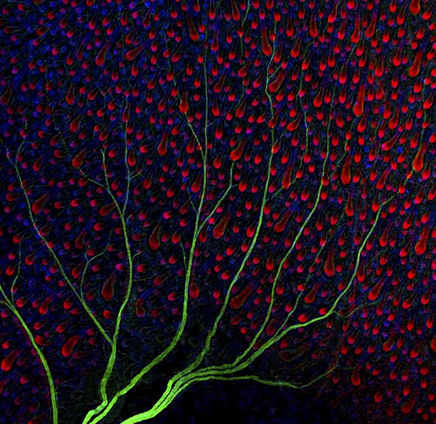 2017 Nikon makro fotoğraflar yarışmasının kazananları işte bu kareleri çekmiş! - 4