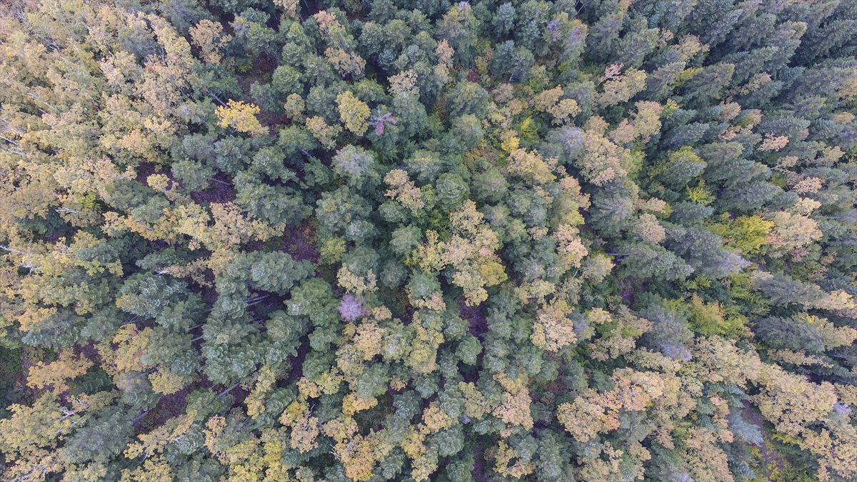 Kastamonu sonbaharda fotoğrafçıları çağırıyor - 0