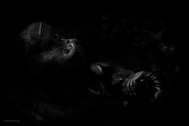 2017'nin en iyi vahşi yaşam fotoğrafları belli oldu - 0