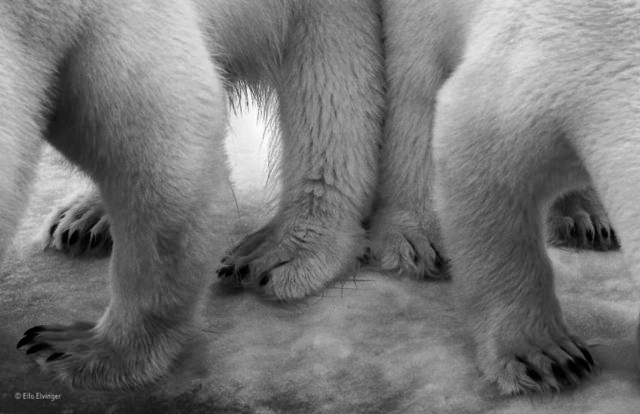 2017'nin en iyi vahşi yaşam fotoğrafları belli oldu - 0