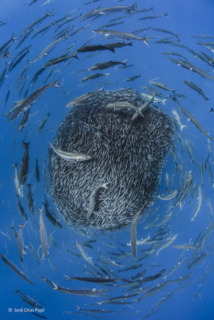 2017'nin en iyi vahşi yaşam fotoğrafları belli oldu - 0