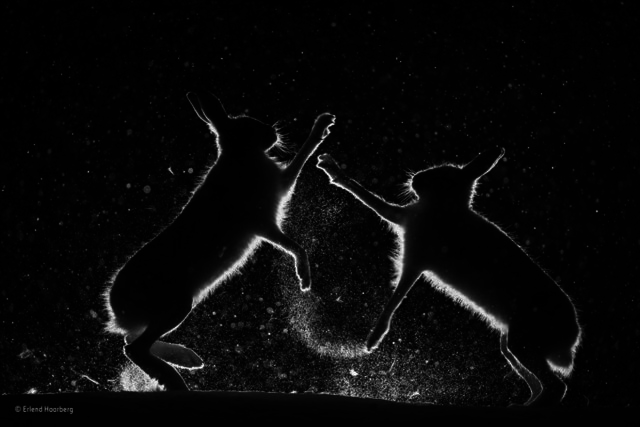 2017'nin en iyi vahşi yaşam fotoğrafları belli oldu - 0