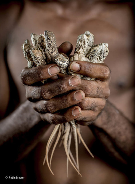 2017'nin en iyi vahşi yaşam fotoğrafları belli oldu - 0