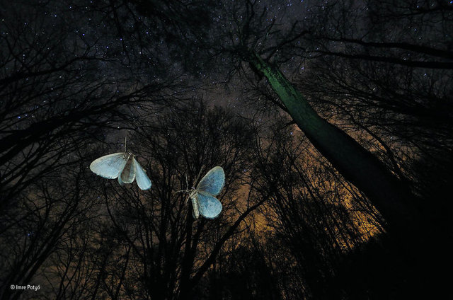 2017'nin en iyi vahşi yaşam fotoğrafları belli oldu - 0