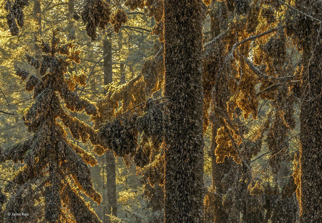 2017'nin en iyi vahşi yaşam fotoğrafları belli oldu - 0