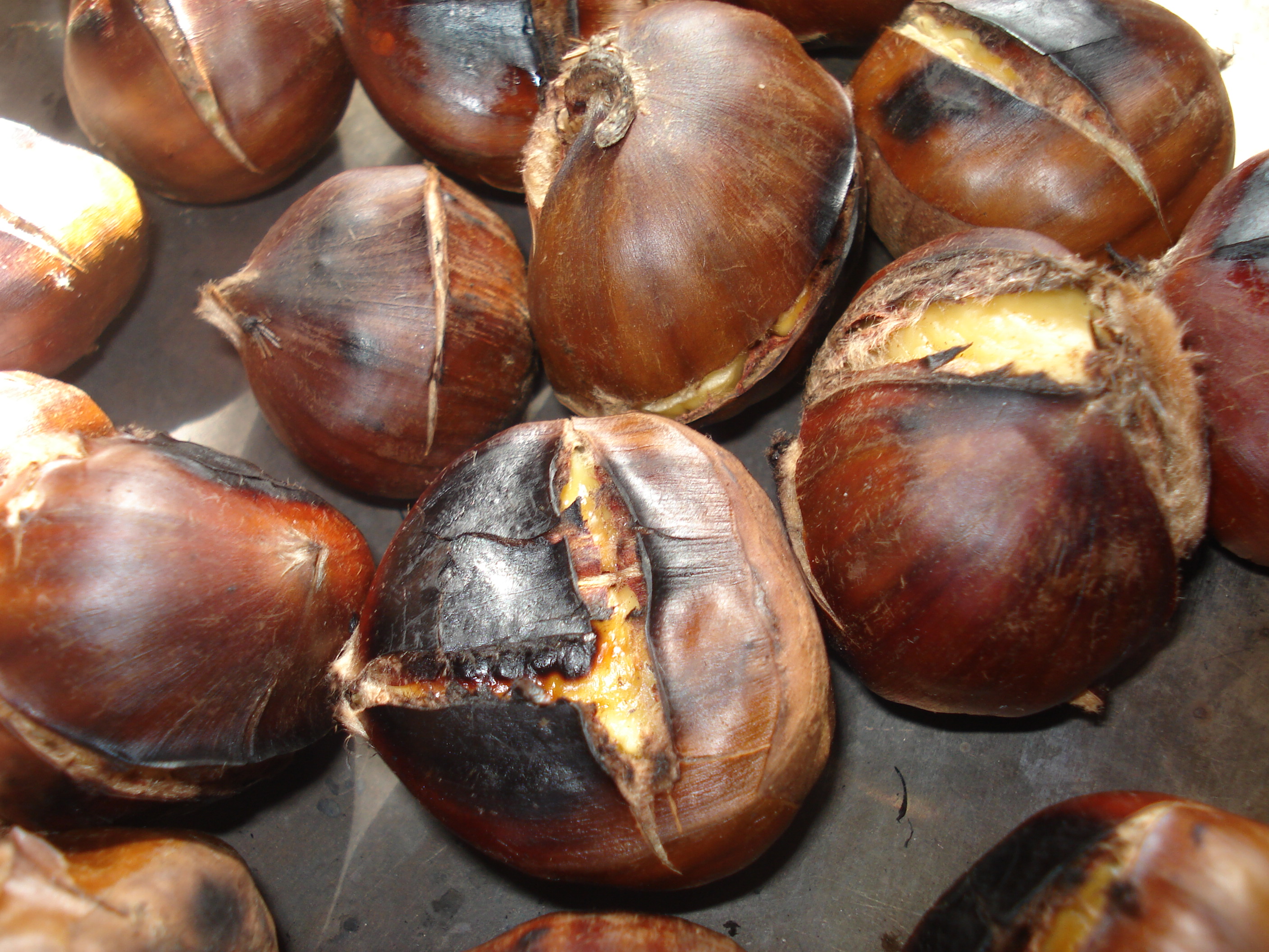 Castanea pumila. конский каштан и съедобный каштан отличие. каштан орех съедобный. нашла каштан. каштан конский орех.