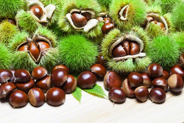 Kestanenin yararları saymakla bitmiyor - 6