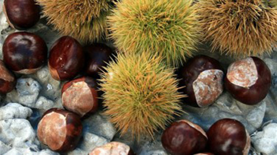 Kestanenin yararları saymakla bitmiyor - 9