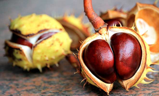 Kestanenin yararları saymakla bitmiyor - 12