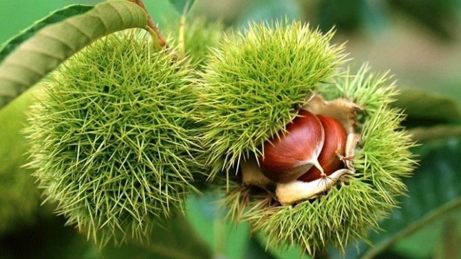 Kestanenin yararları saymakla bitmiyor - 13