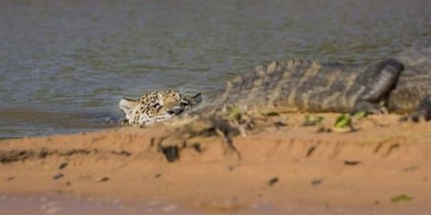 Vahşi doğada nefes kesen av - 3