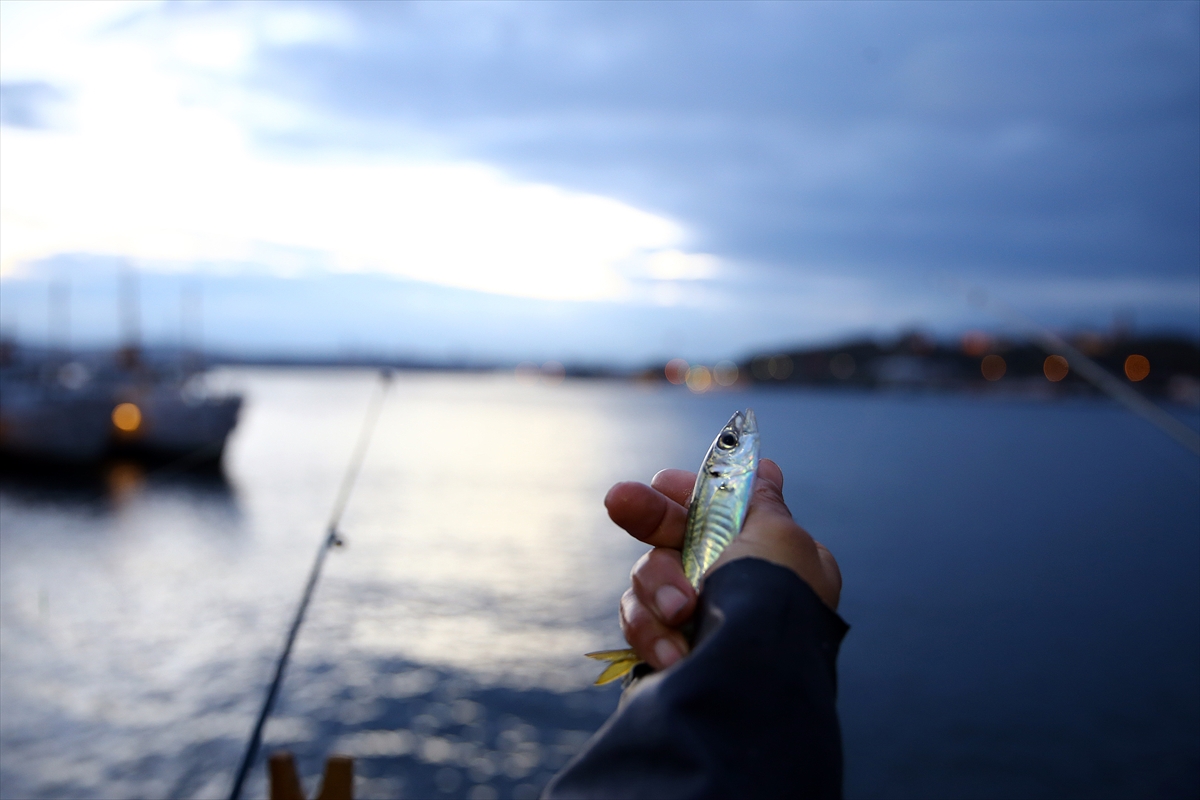İstanbul Boğazı'nda istavrit bereketi - 0