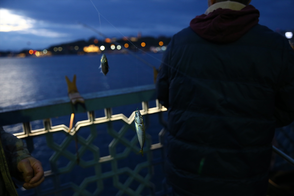 İstanbul Boğazı'nda istavrit bereketi - 0