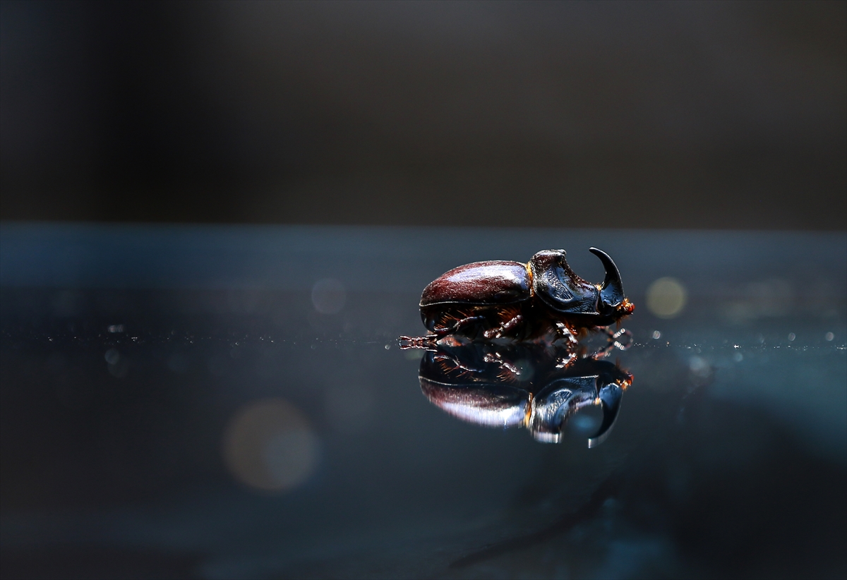 Gergedan böceği - 0