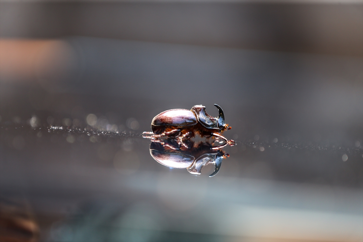 Gergedan böceği - 0