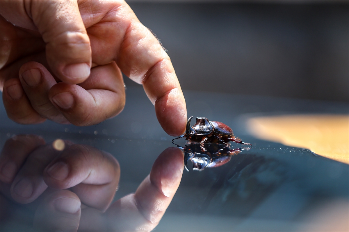 Gergedan böceği - 0