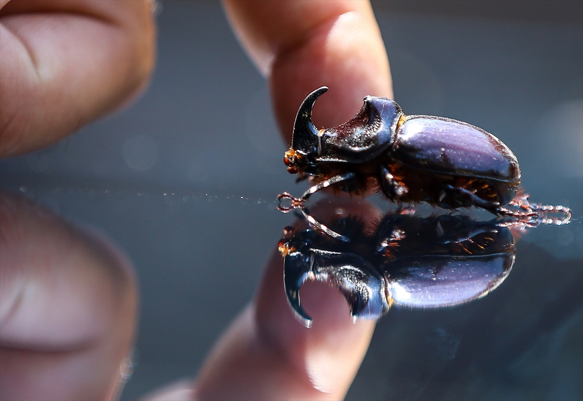 Gergedan böceği - 0