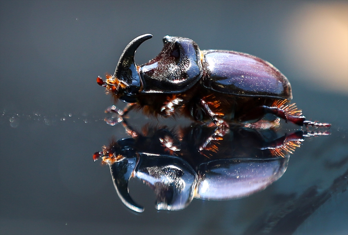 Gergedan böceği - 0
