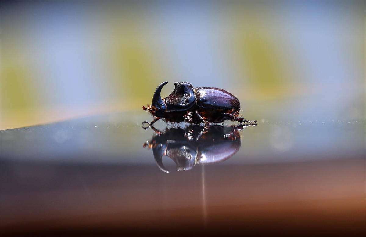 Gergedan böceği - 0