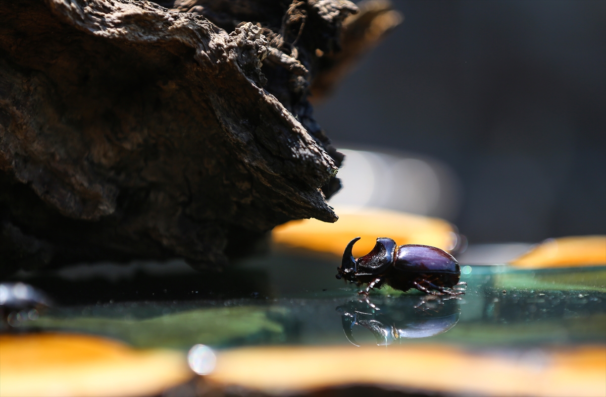 Gergedan böceği - 0