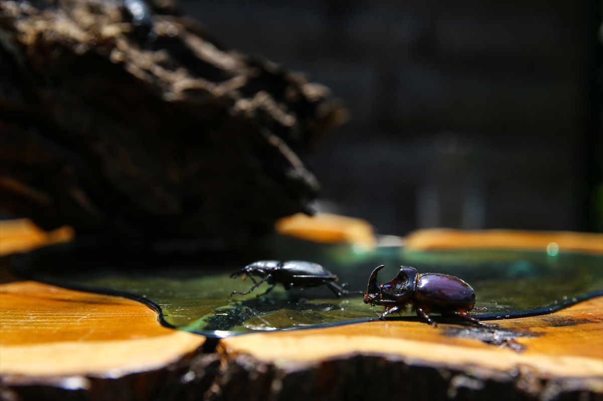Gergedan böceği - 0