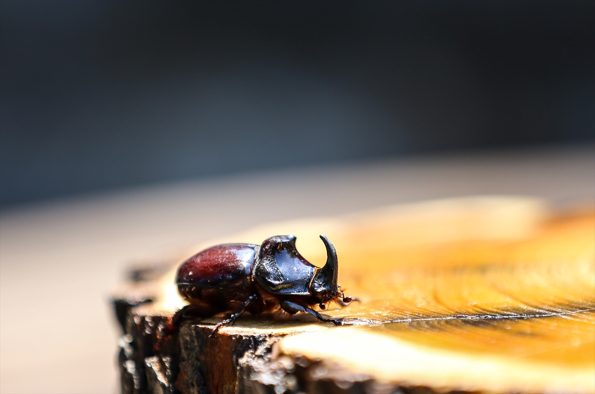 Gergedan böceği - 0