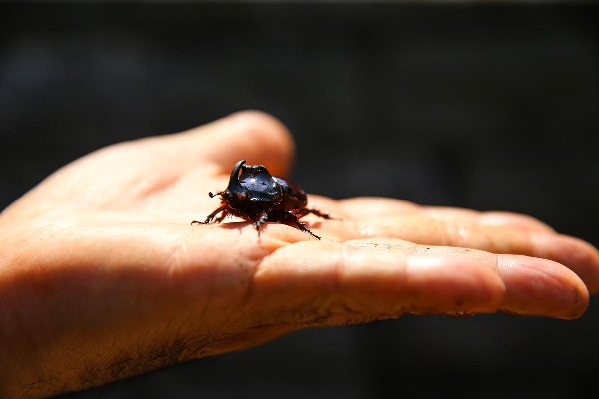 Gergedan böceği - 0