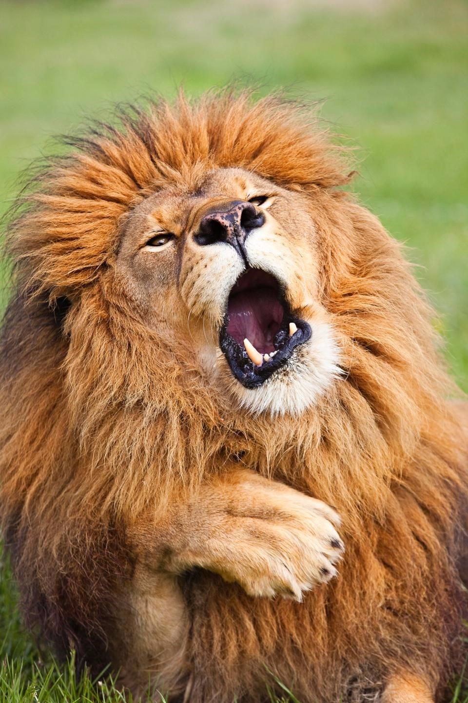 Komik Vahşi Yaşam Fotoğrafları Ödülleri’nde finalistler belirlendi - 0