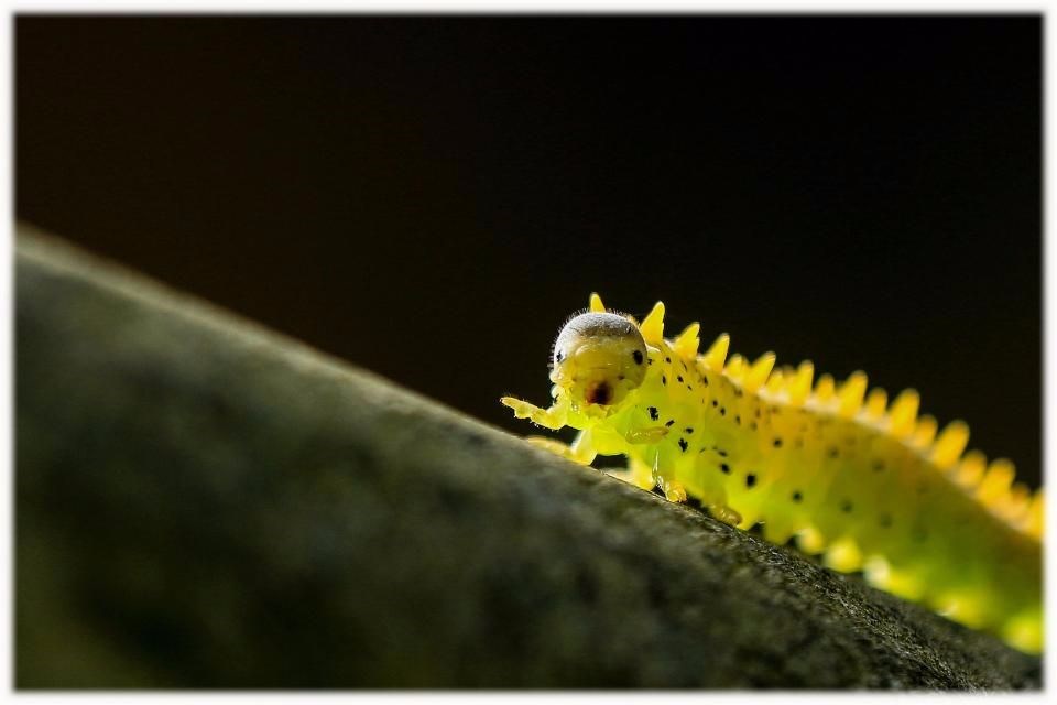 Komik Vahşi Yaşam Fotoğrafları Ödülleri’nde finalistler belirlendi - 0