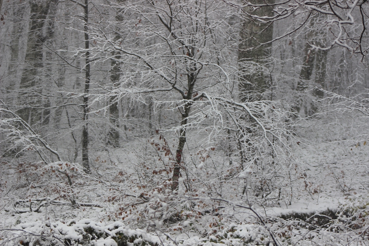 Türkiye'den kar manzaraları - 0