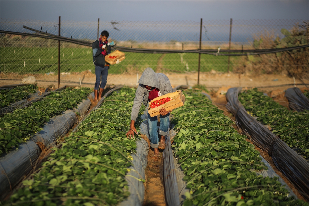 Gazze'deki çilekler ablukayı deliyor - 2