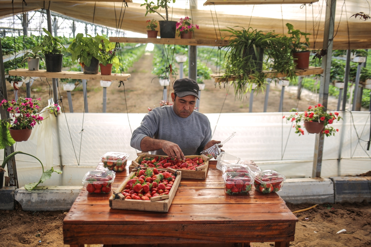 Gazze'deki çilekler ablukayı deliyor - 3