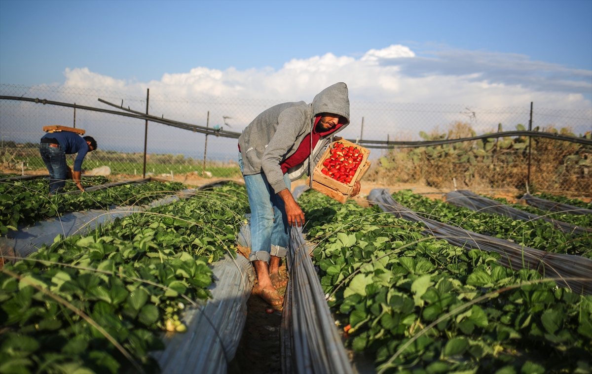Gazze'deki çilekler ablukayı deliyor - 5