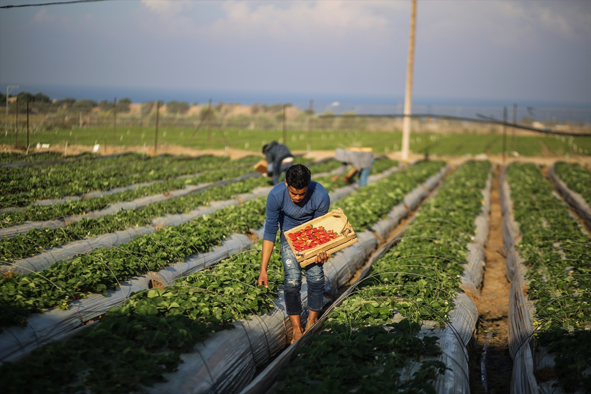 Gazze'deki çilekler ablukayı deliyor - 6