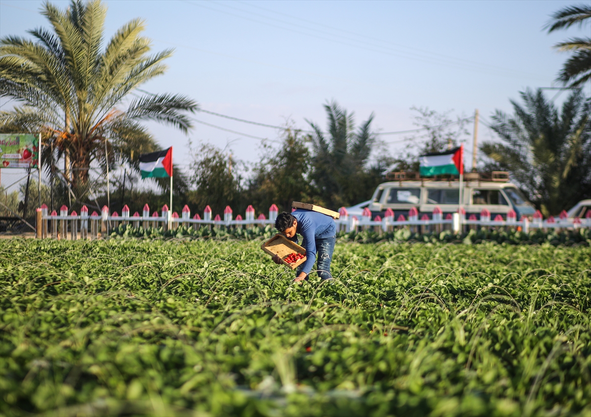 Gazze'deki çilekler ablukayı deliyor - 7