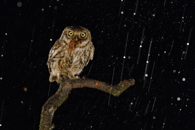 Vahşi Doğa'dan güldüren kareler - 0