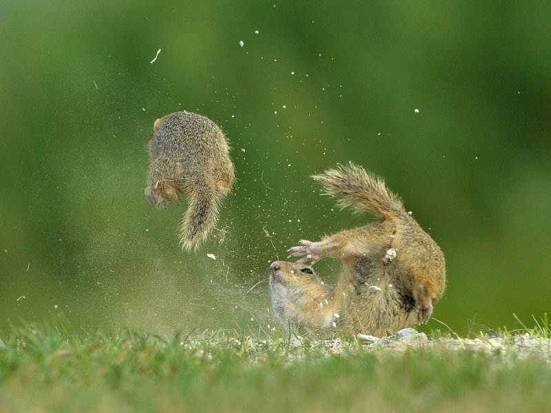 Vahşi Doğa'dan güldüren kareler - 0
