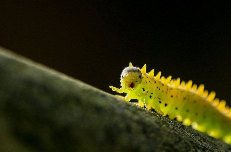 Vahşi Doğa'dan güldüren kareler - 0