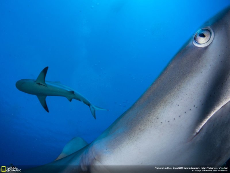 İşte yılın en iyi doğa fotoğrafları - 0