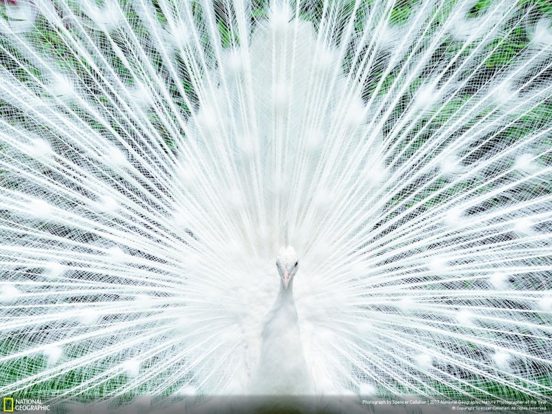 İşte yılın en iyi doğa fotoğrafları - 0