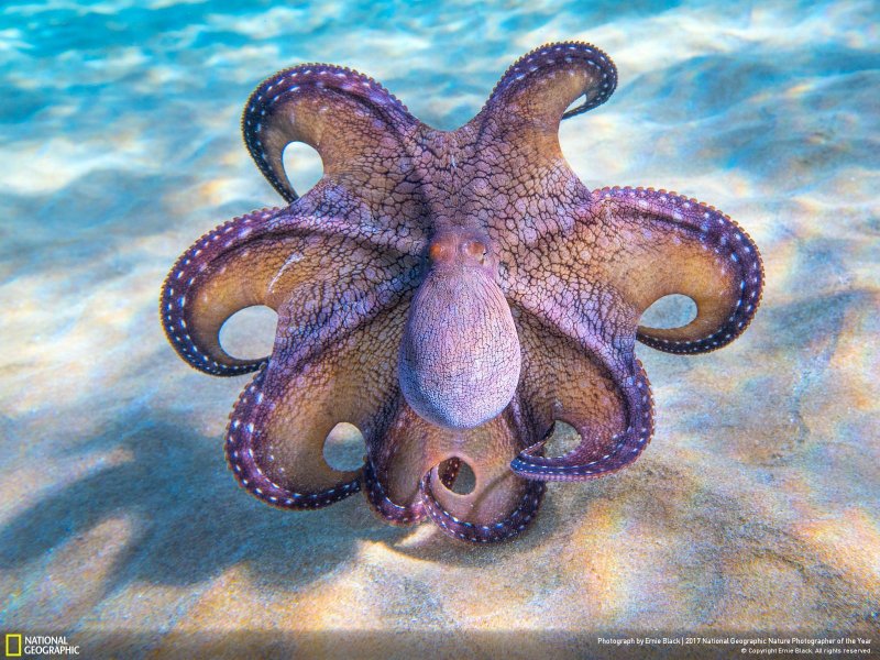 İşte yılın en iyi doğa fotoğrafları - 0