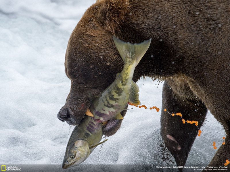 İşte yılın en iyi doğa fotoğrafları - 0
