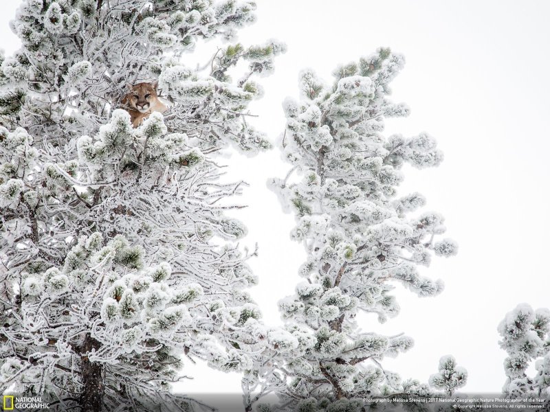 İşte yılın en iyi doğa fotoğrafları - 0