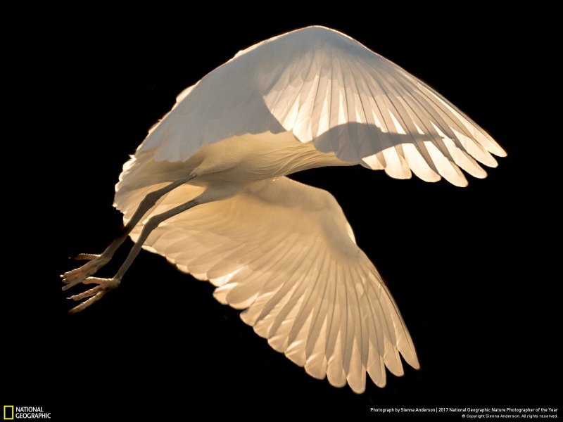 İşte yılın en iyi doğa fotoğrafları - 0
