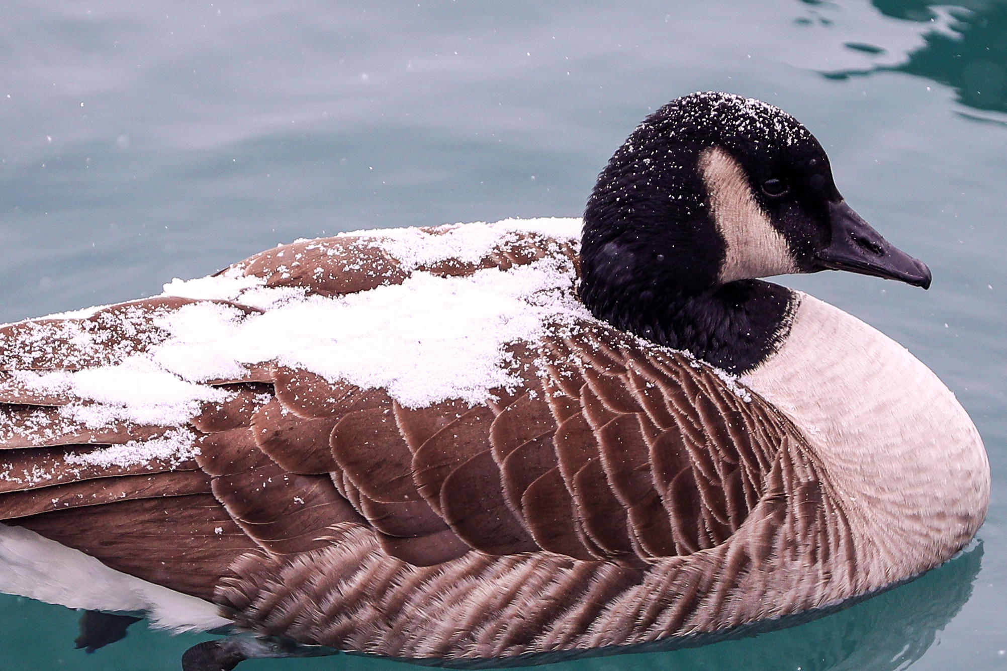 ABD'de kar yağışı - 4