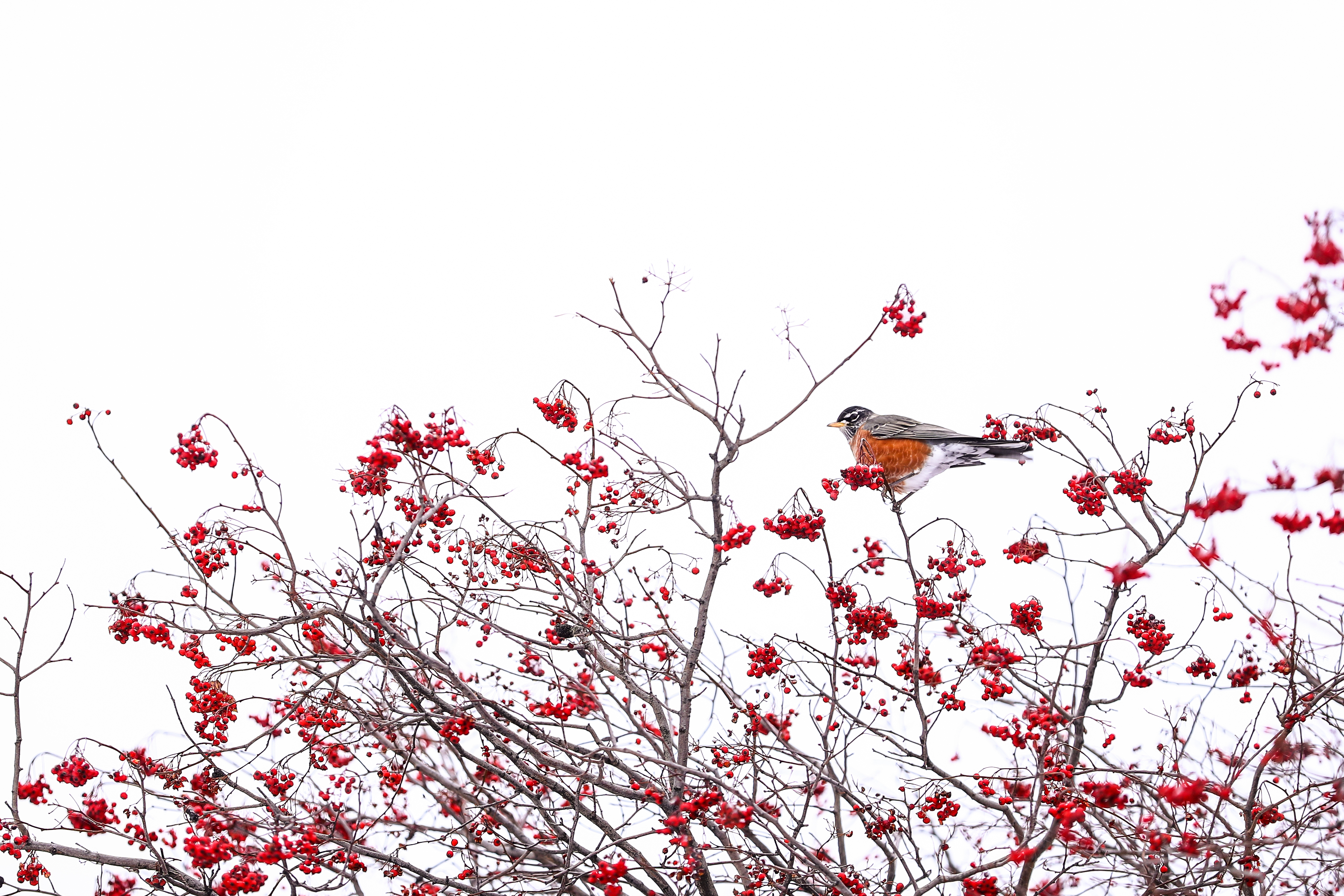 ABD'de kar yağışı - 9