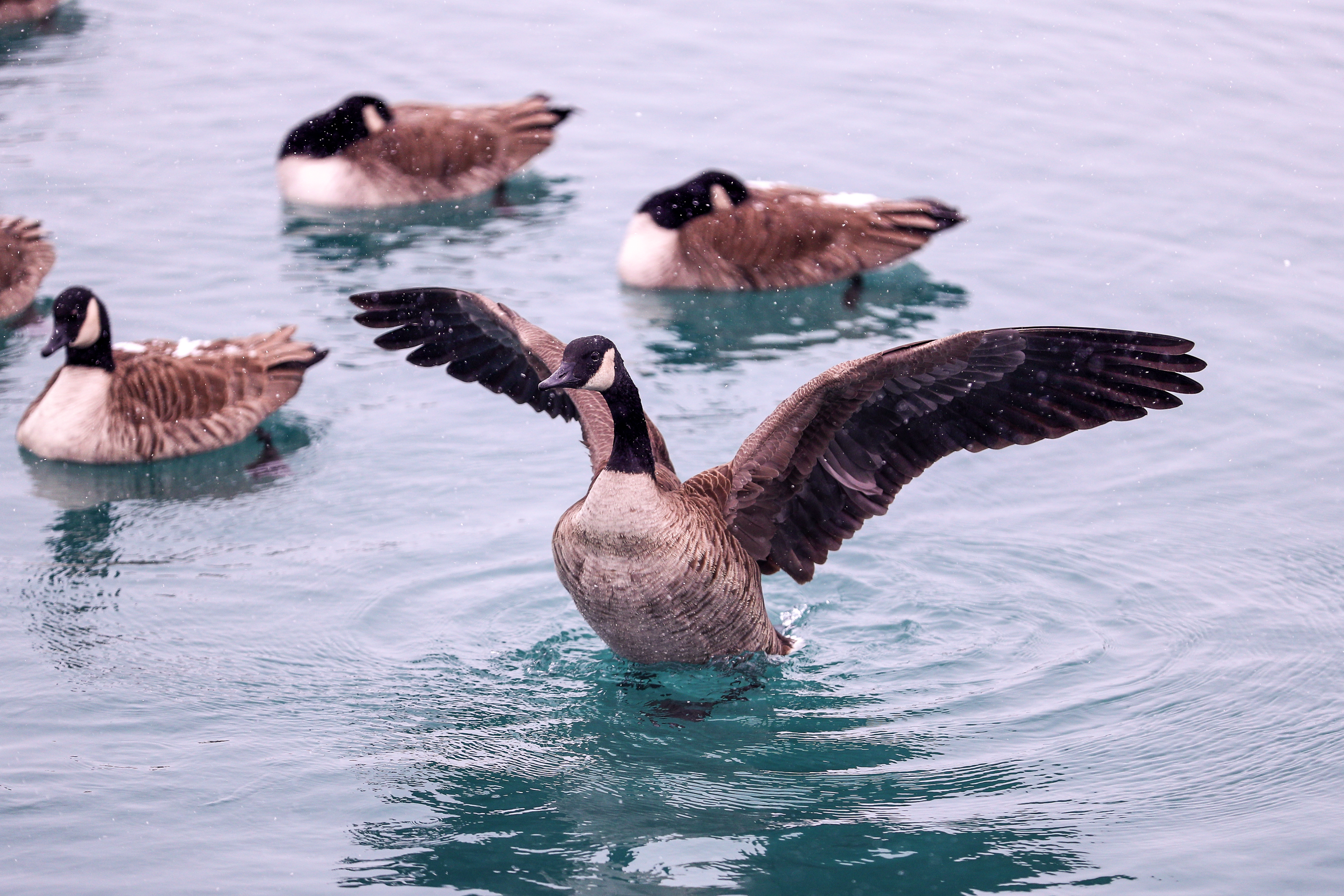 ABD'de kar yağışı - 15