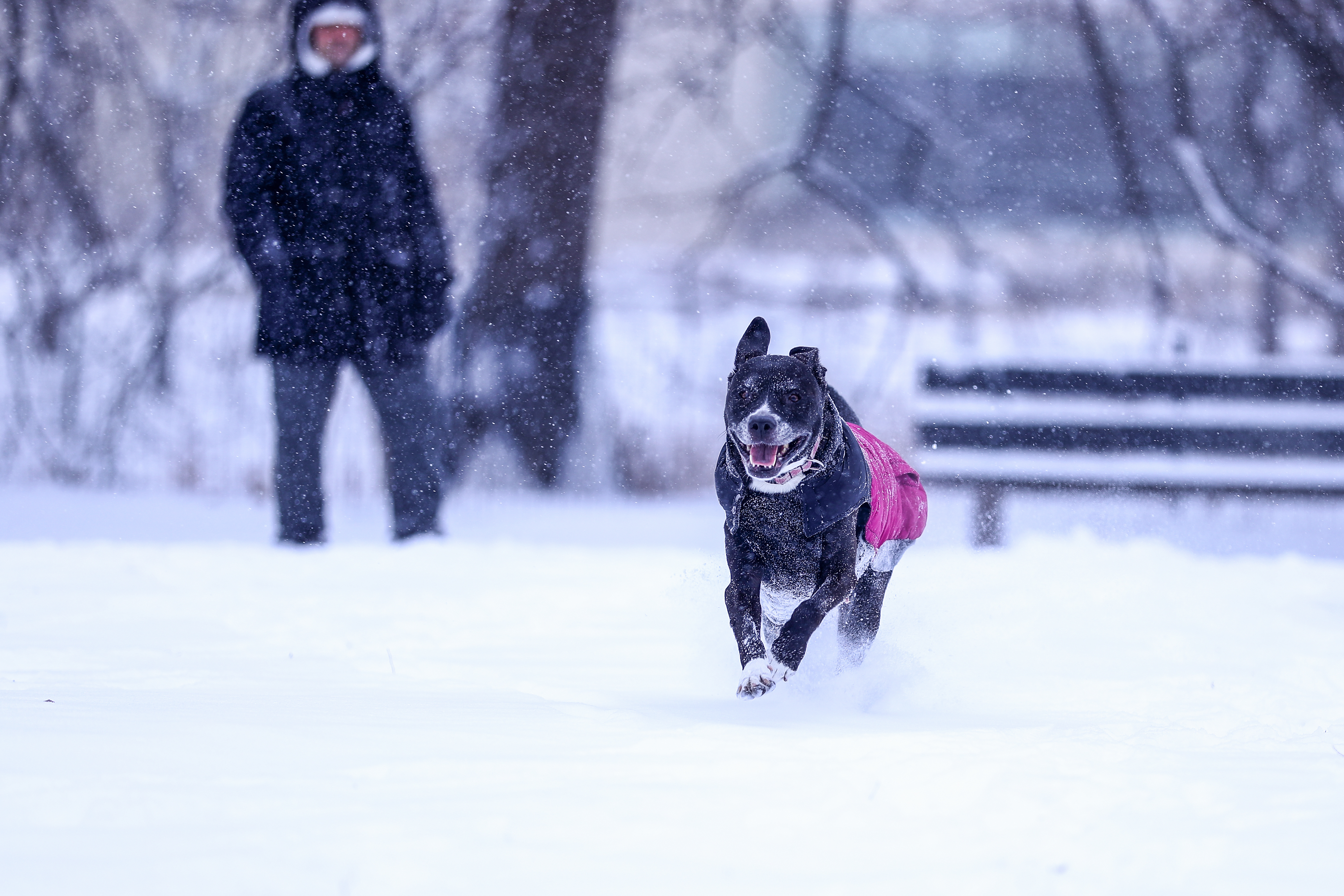 ABD'de kar yağışı - 18